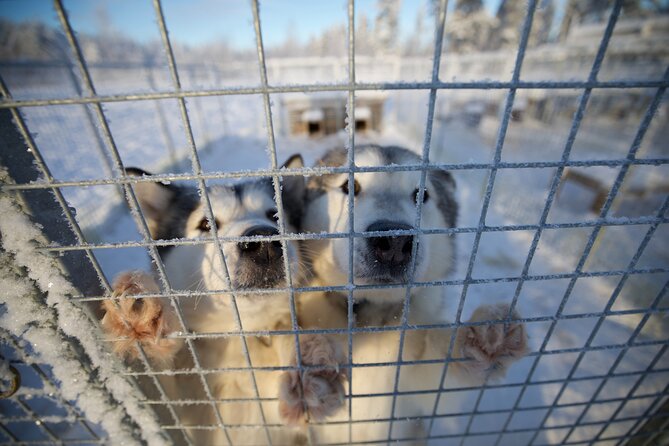 Rovaniemi Lapland Husky Experience 5km - Getting from Rovaniemi to the kennel, and what “pickup” really means