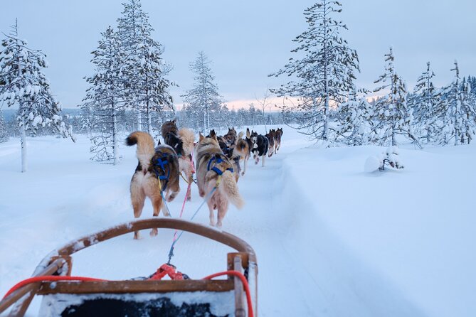 Rovaniemi Lapland Husky Experience 5km - The 5 km husky ride: driving vs riding and why it feels different