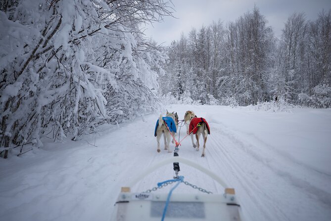 Rovaniemi Lapland Husky Experience 5km - Group size and comfort: what max 24 means for your experience