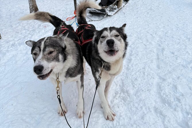 Rovaniemi Lapland Husky Experience 5km - What to wear in Rovaniemi cold, and what clothing does not cover