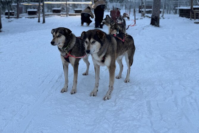 Rovaniemi Lapland Husky Experience 5km - Dog care and the human side: why guides make or break the day