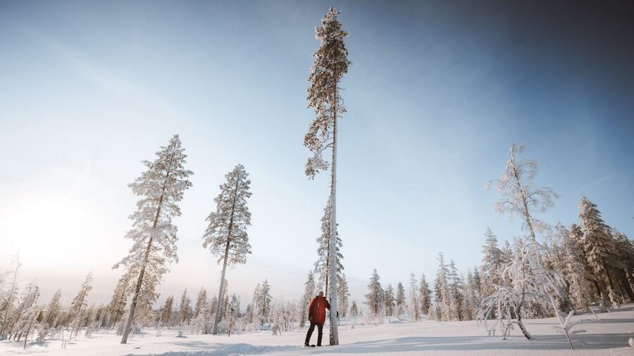 Rovaniemi: Lapland Ski Trekking Safari - The Real Effort Level: Great Exercise, Not a No-Work Day