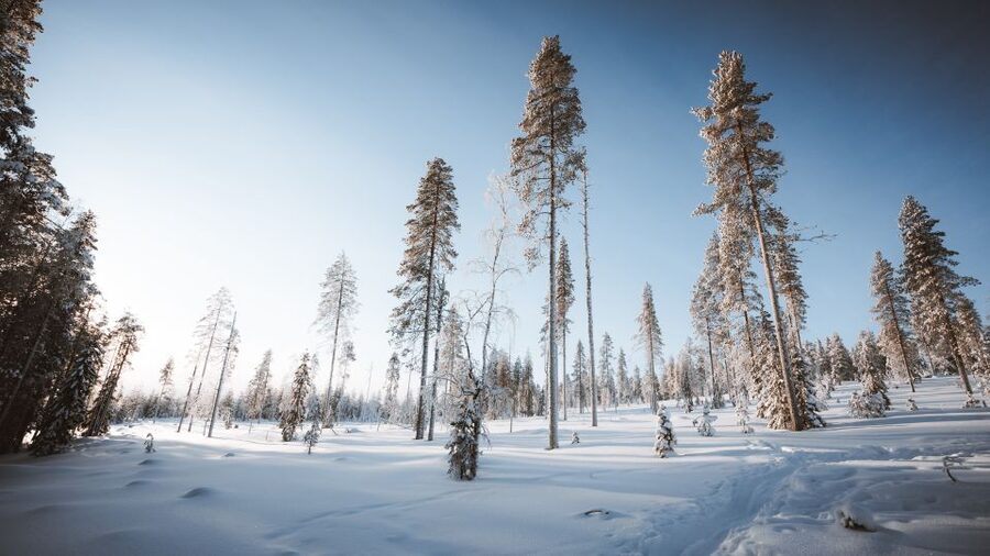 Rovaniemi: Lapland Ski Trekking Safari - Who This Lapland Ski Trekking Safari Fits Best