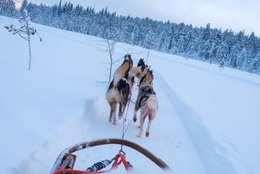 Rovaniemi: Lapland Wilderness Husky Safari 7,5 km - A 7.5 km sled ride with real steering, not just sitting back