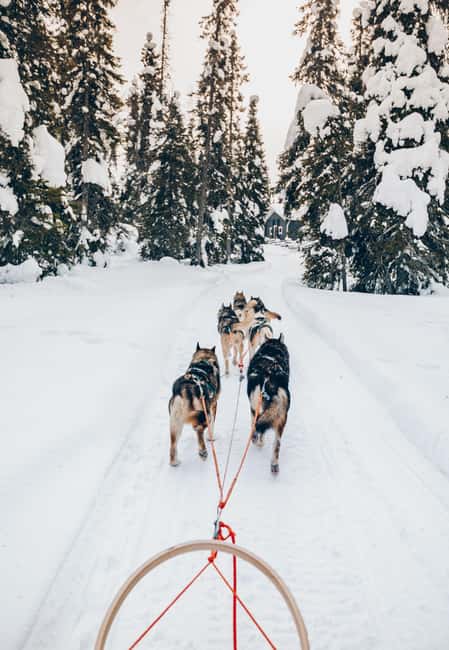 Rovaniemi: Lapland Wilderness Husky Safari 7,5 km - Should you book the Lapland Wilderness Husky Safari (7.5 km)?
