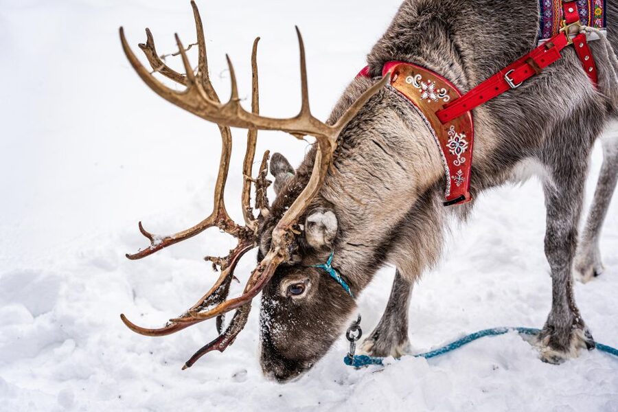 Rovaniemi: Local Reindeer Farm Visit with Sleigh Ride - Quick takeaways before you go