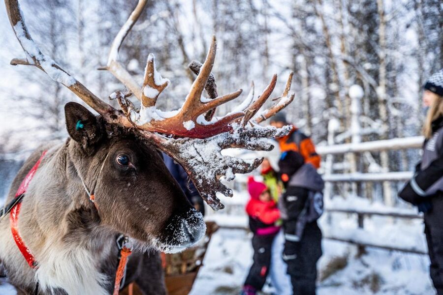 Rovaniemi: Local Reindeer Farm Visit with Sleigh Ride - A Working Reindeer Farm Trip, Not a Rodeo