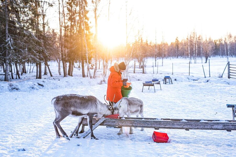 Rovaniemi: Local Reindeer Farm Visit with Sleigh Ride - Warm Up in the Kota Hut: Coffee, Snacks, and the Story Setup
