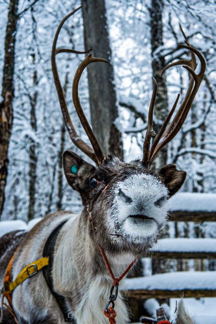 Rovaniemi: Local Reindeer Farm Visit with Sleigh Ride - The Sleigh Ride That Actually Feels Like a Ride