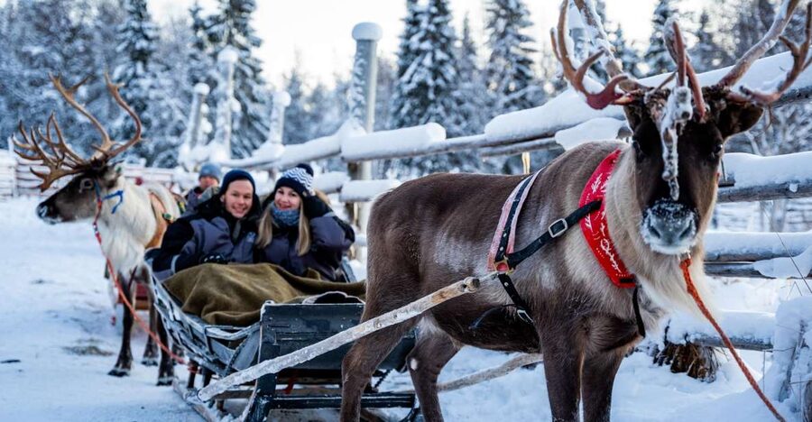 Rovaniemi: Local Reindeer Farm Visit with Sleigh Ride - Possible Drawbacks to Think About Before You Book