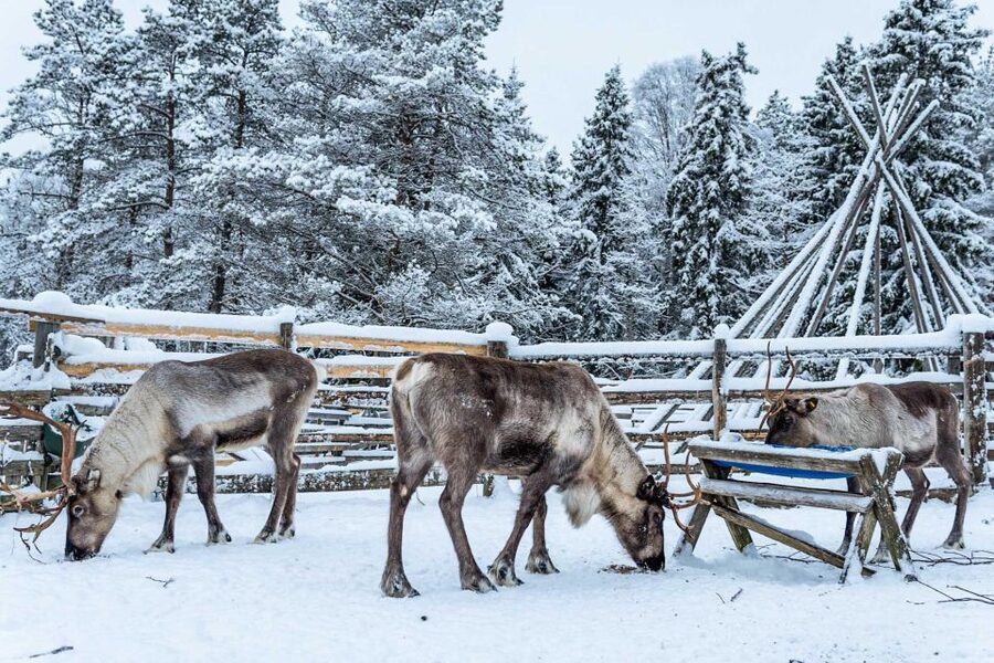 Rovaniemi: Local Reindeer Farm Visit with Sleigh Ride - Getting There from Rovaniemi: Minivan Pickup That Keeps It Easy