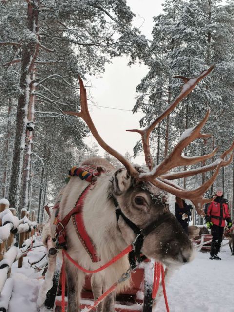 Rovaniemi: Meet Santa Claus, Reindeer Sleigh Ride & Huskies - Small Details That Make It Feel Better in Real Life