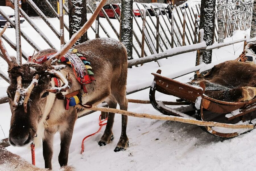 Rovaniemi: Meet Santa Claus, Reindeer Sleigh Ride & Huskies - How Pickup, Vans, and Drop-Off Actually Affect Your Day