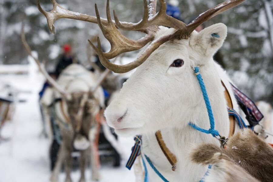 Rovaniemi: Meet Santa Claus, Reindeer Sleigh Ride & Huskies - Price and Value: When Convenience Costs, and When It Pays