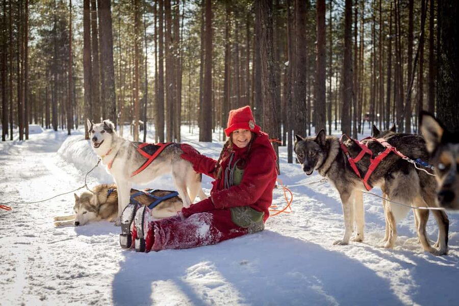 Rovaniemi: Meet Santa's Most Trusted Husky Dogs - Santa’s Trusted Husky Dogs, With Elves Leading the Way