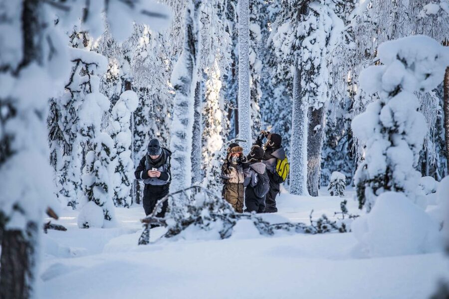 Rovaniemi: Nordic Forest Wilderness Adventure - Walking Through Snow-Crowded Trees Like Early Explorers
