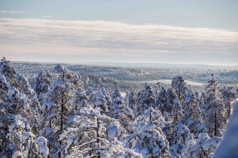 Rovaniemi: Nordic Forest Wilderness Adventure - How the Guide Helps With Wilderness Photography