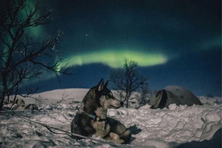 Rovaniemi: Northern Lights and Husky Sleigh Ride - Price and Value: Is $269 Fair for Rovaniemi?