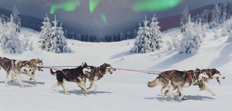 Rovaniemi: Northern Lights and Husky Sleigh Ride - Husky Sleigh Ride: 5 km of Winter Motion and Dog Personality