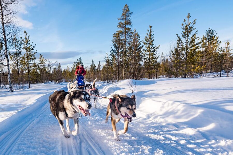 Rovaniemi: One Hour Husky Experience - Key highlights I’d put on your radar