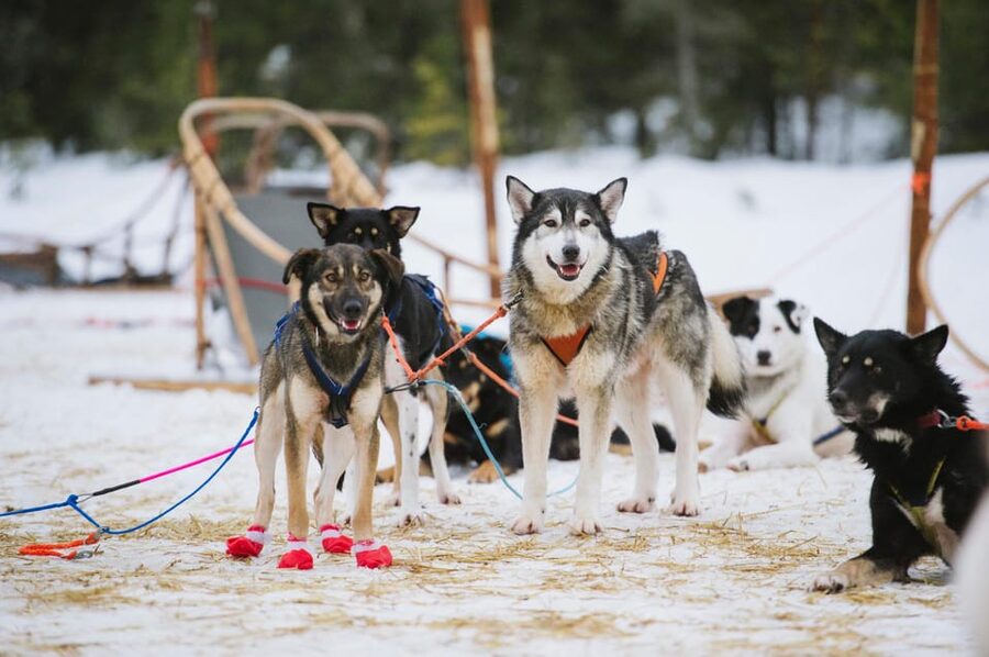 Rovaniemi: One Hour Husky Experience - From Your Hotel to the Husky Farm in One Smooth Move