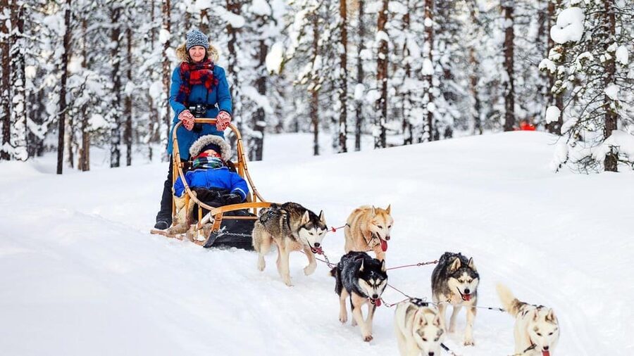 Rovaniemi: One Hour Husky Experience - Pictures, Cuddles, and the After-Ride Dog Time