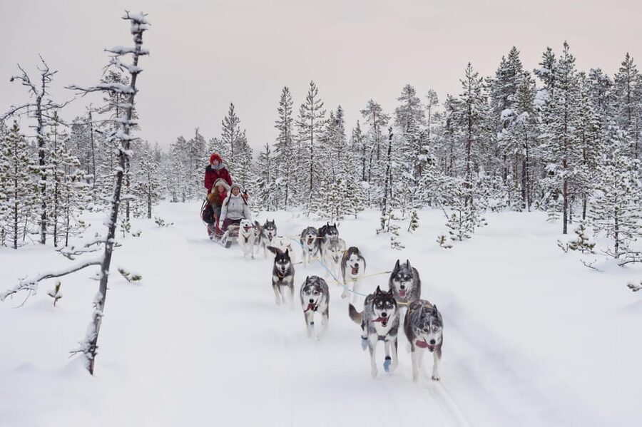 Rovaniemi: One Hour Husky Experience - Price and Value: Is $117 Per Person Fair?