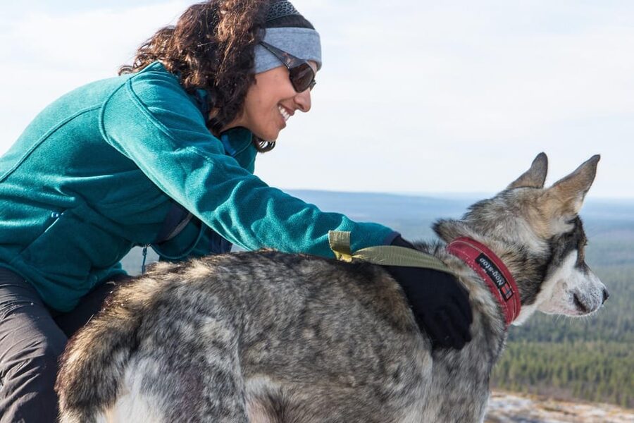 Rovaniemi: One Hour Husky Experience - The Dogs: Energetic, Friendly, and Built for This Work