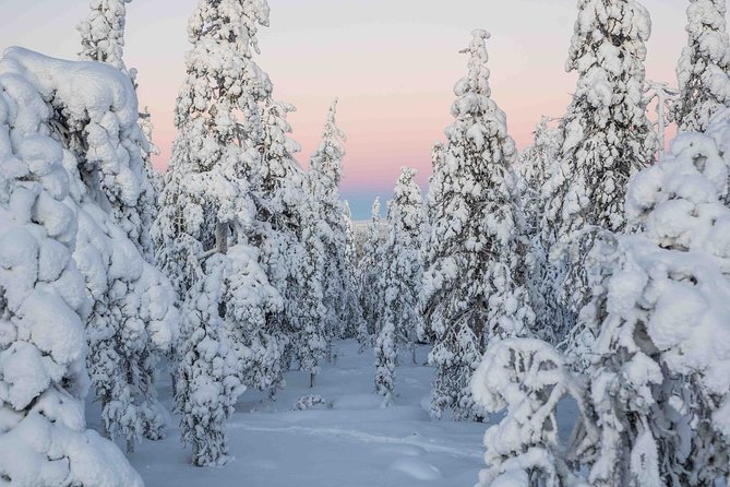 Rovaniemi photography tour - Price and Value for a Small-Group Shoot
