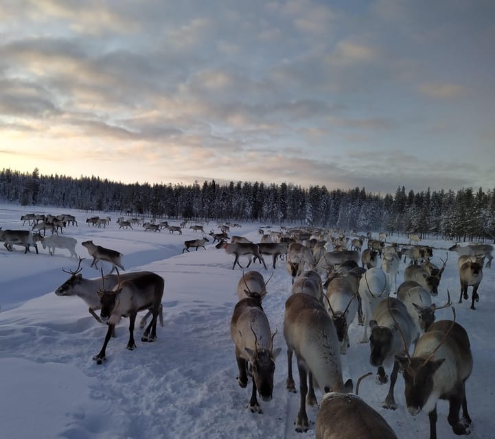 Rovaniemi: Private Reindeer Farm Visit and Walk-Along - Reindeer Pasture, 90km North of Rovaniemi