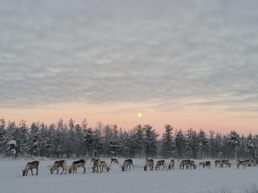 Rovaniemi: Private Reindeer Farm Visit and Walk-Along - Snowmobile-Pulled Sledge Ride to the Pasture