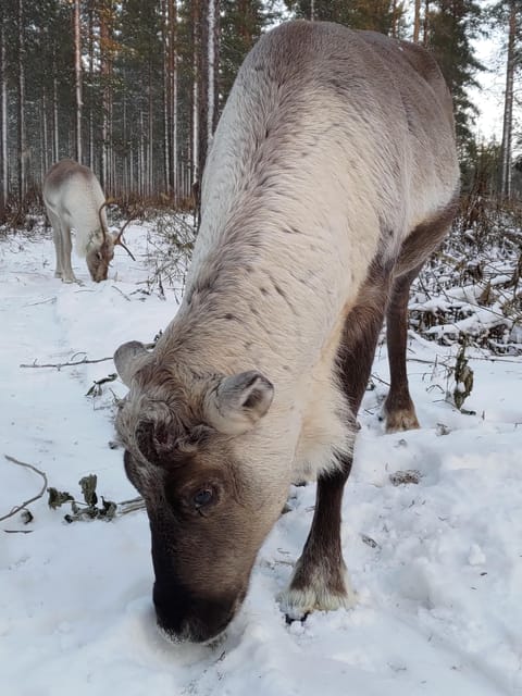Rovaniemi: Private Reindeer Farm Visit and Walk-Along - Hand-Feeding Lichen and Watching the Herd Run After You