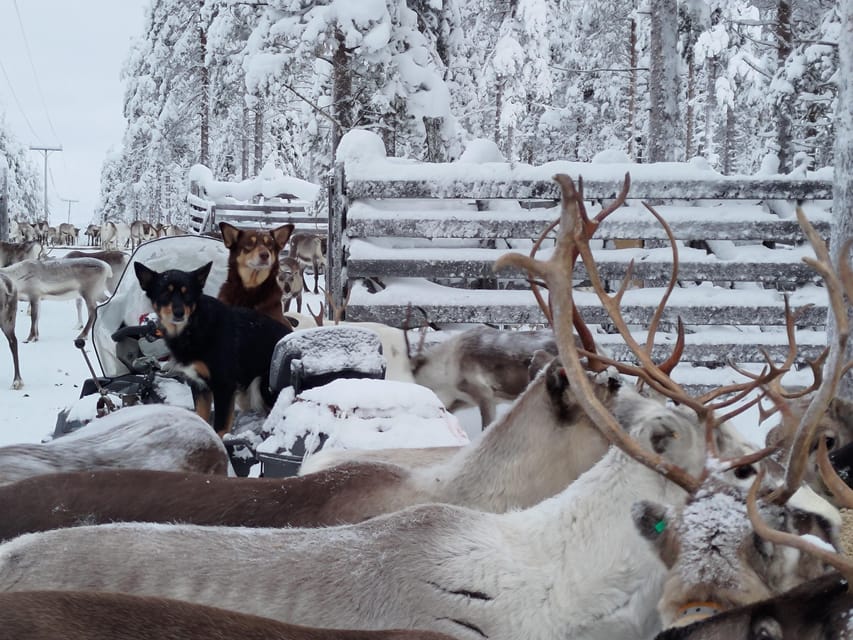 Rovaniemi: Private Reindeer Farm Visit and Walk-Along - Kota Campfire Treats and Reindeer Lasso Practice