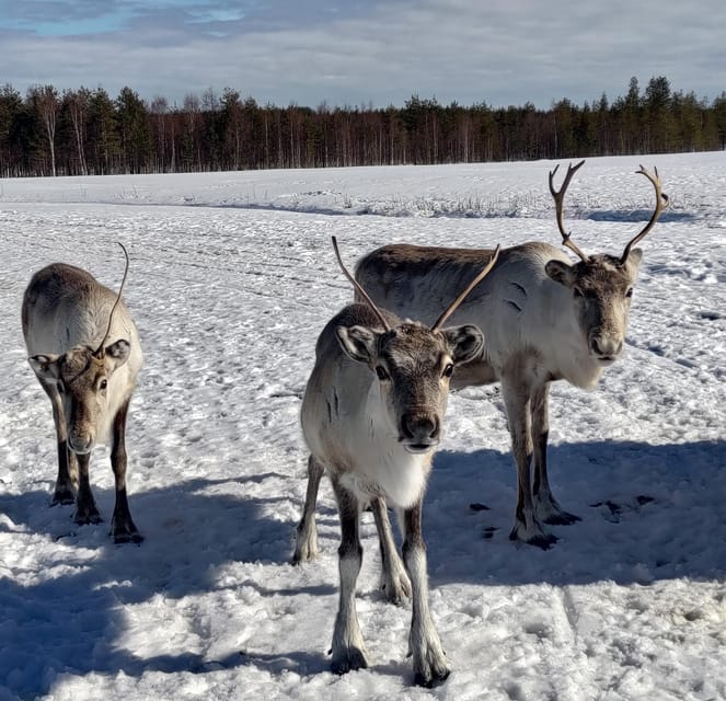 Rovaniemi: Private Reindeer Farm Visit and Walk-Along - Meet the Family Feel, plus Janne, Dorothee, and the Herd Dogs