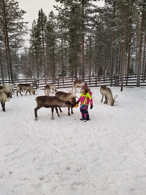 Rovaniemi: Private Reindeer Farm Visit and Walk-Along - What to Wear for Lapland Cold (So You Can Actually Enjoy It)