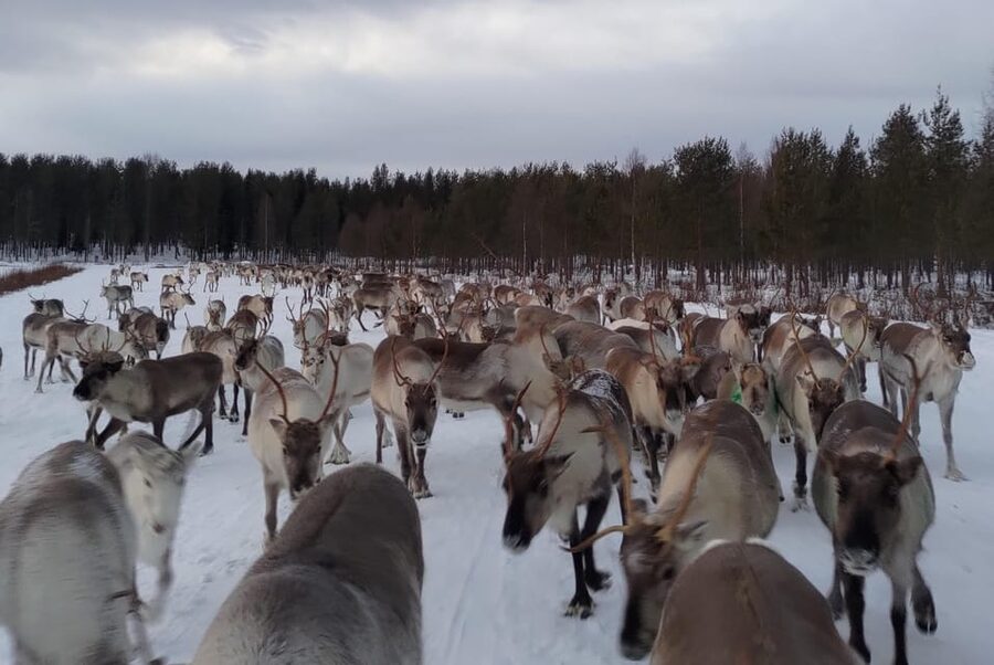 Rovaniemi: Private Reindeer Farm Visit and Walk-Along - Price, Value, and How to Judge $165 Per Person
