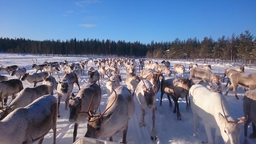 Rovaniemi: Private Reindeer Farm Visit and Walk-Along - A Private 2-Hour Visit with No Rushing