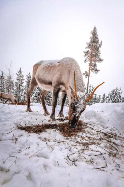 Rovaniemi: Private Santa Claus Village Tour & Sleigh Ride - Key highlights to know before you go