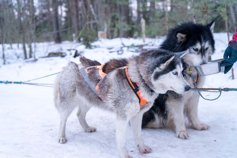 Rovaniemi: Private Santa Claus Village Tour & Sleigh Ride - Why this private Rovaniemi Santa tour feels different