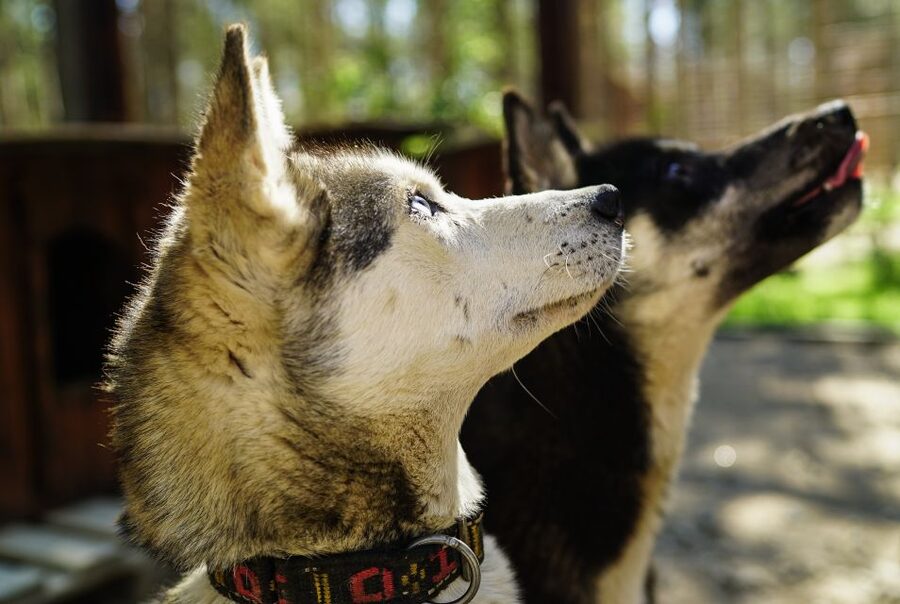 Rovaniemi: Quad Bike Safari, Reindeer & Husky Farm Visit - Key highlights you will feel right away