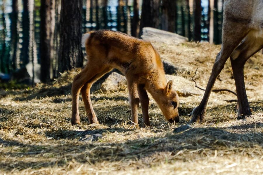 Rovaniemi: Quad Bike Safari, Reindeer & Husky Farm Visit - Price and value: is $305 per person worth it?