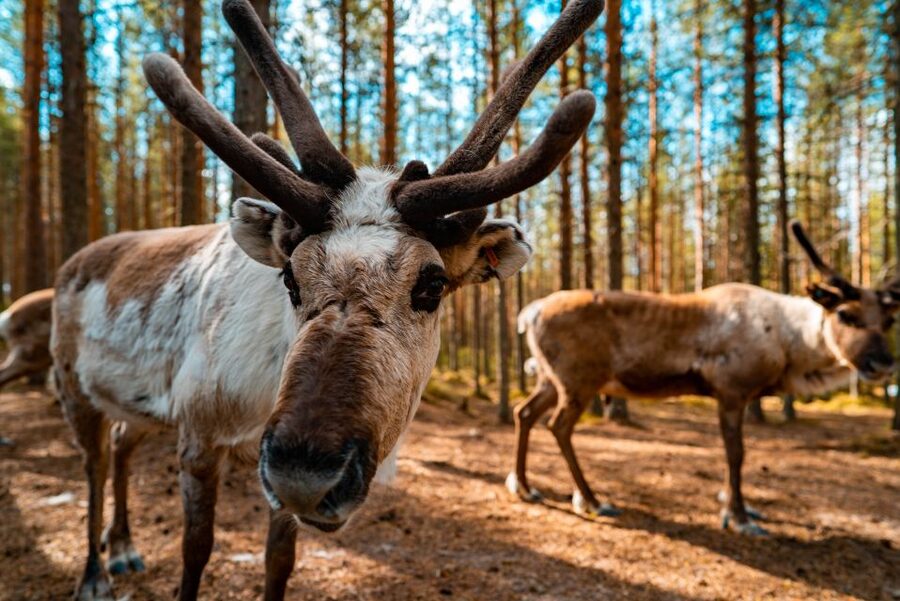 Rovaniemi: Quad Bike Safari, Reindeer & Husky Farm Visit - From Nordic Unique Travels office to the husky and reindeer farms