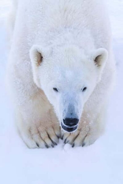 Ranua Arctic Wildlife & Hot BBQ lunch + Transfers