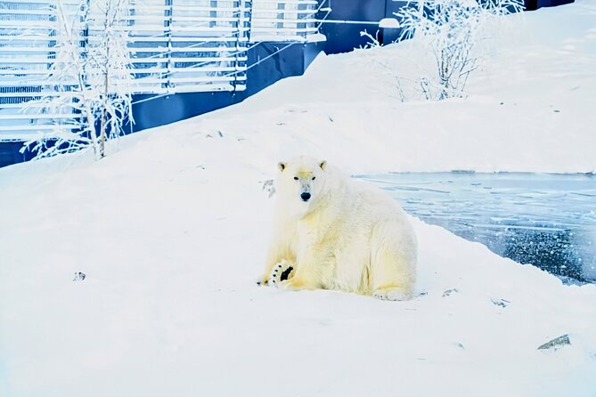 Rovaniemi: Ranua Arctic Wildlife Zoo Park Tour & Hot BBQ lunch - Key things I’d plan around
