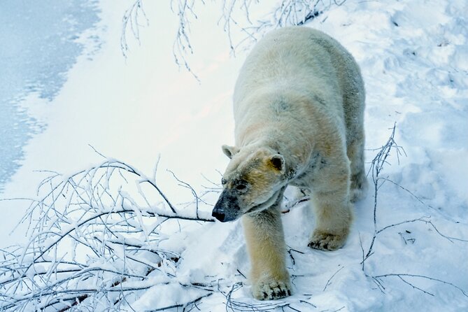 Rovaniemi: Ranua Arctic Wildlife Zoo Park Tour & Hot BBQ lunch - The animals you can expect to see close up in Ranua