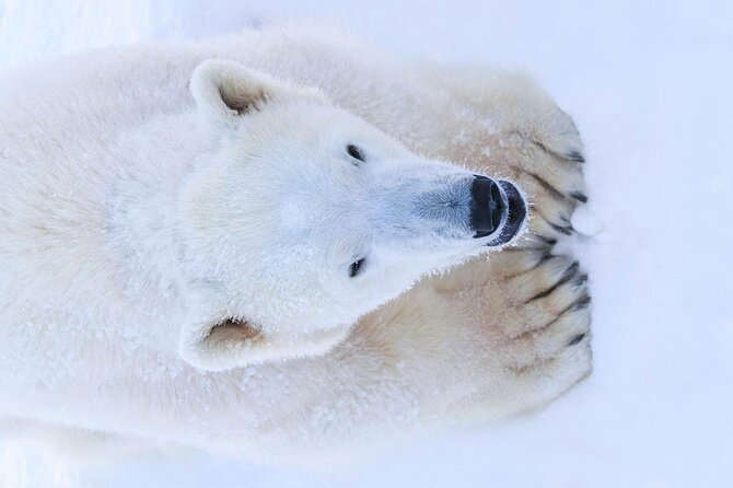 Rovaniemi: Ranua Arctic Wildlife Zoo Park Tour & Hot BBQ lunch - Price and value: what you are paying for at $150.56 per person