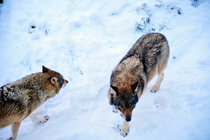 Rovaniemi: Ranua Arctic Wildlife Zoo Park Tour & Hot BBQ lunch - Weather reality check: why “good weather” is part of the deal