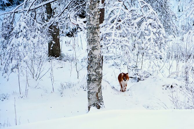 Rovaniemi: Ranua Arctic Wildlife Zoo Park Tour & Hot BBQ lunch - Who this tour is best for in Rovaniemi
