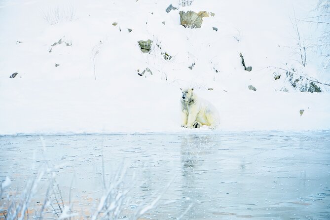 Rovaniemi: Ranua Arctic Wildlife Zoo Park Tour & Hot BBQ lunch - Hot BBQ lunch and the fire moment that makes cold days work