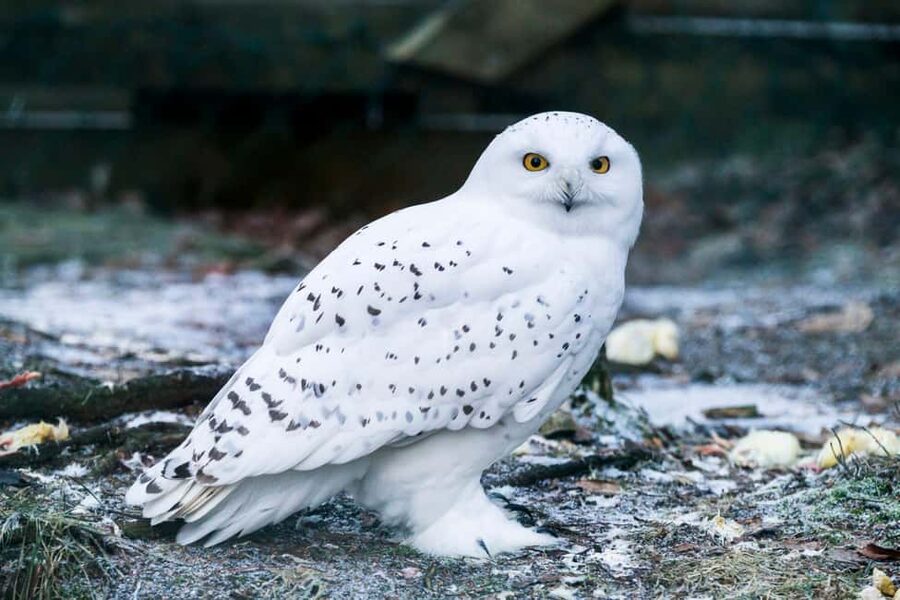 Rovaniemi: Ranua Wildlife Park Day Trip - Key highlights to know before you go